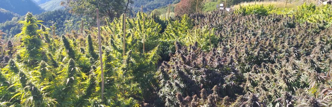 Cannabis Dolomitica Società Semplice Agricola