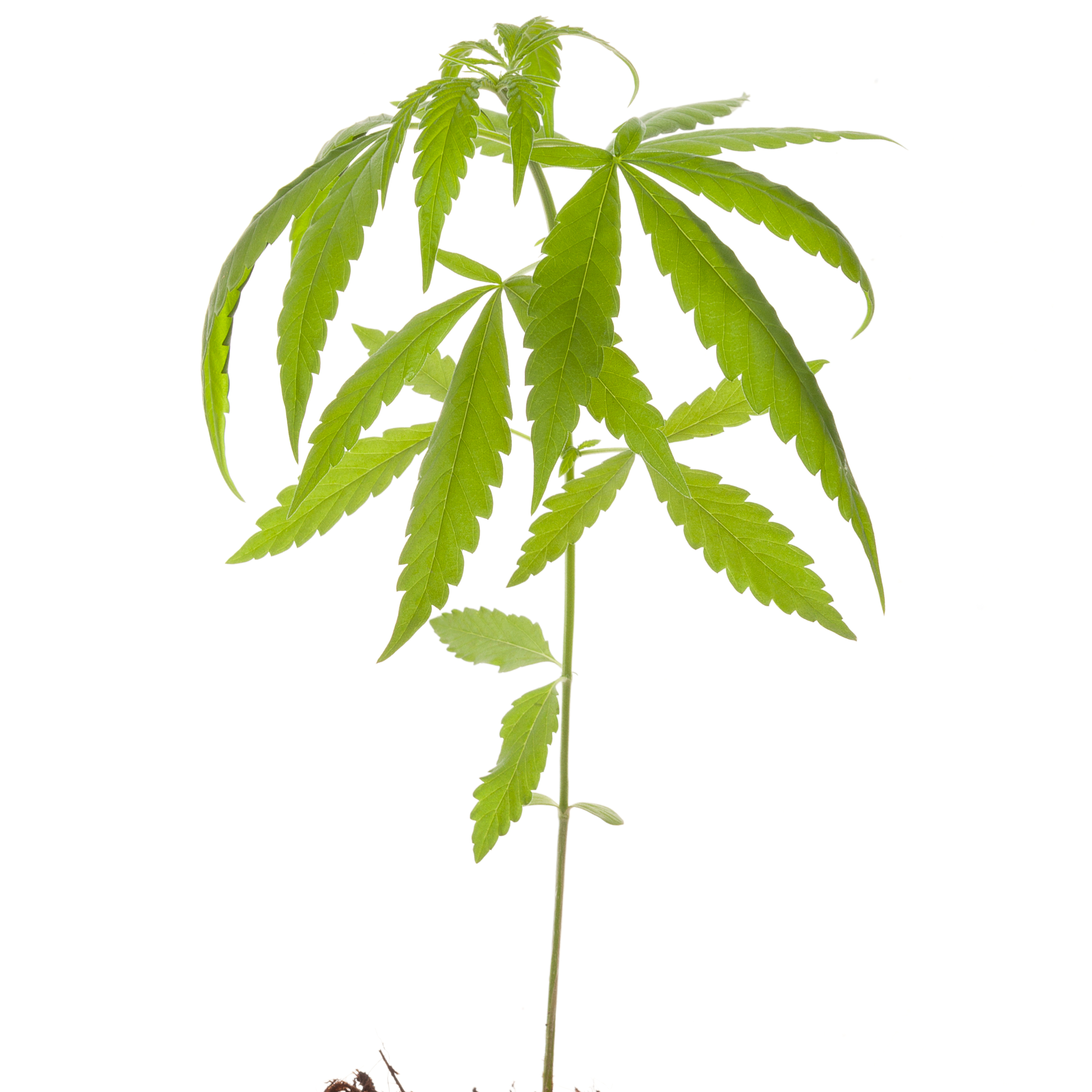 Coltivatori Cannabis Legale